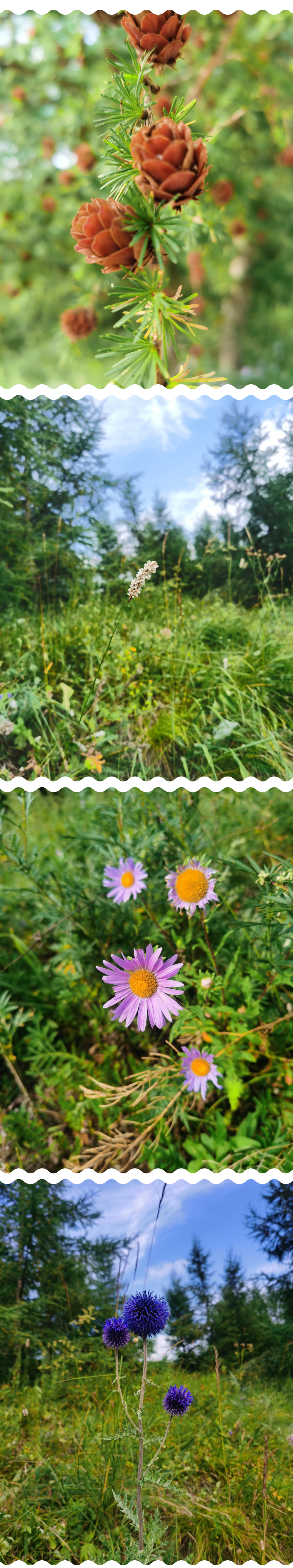 1660546497496070.jpg 花.jpg